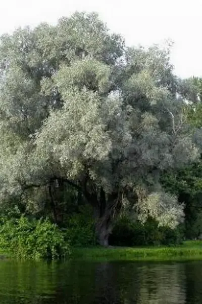 Ива белая Salix Alba