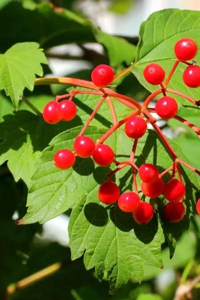 Калина обыкновенная Viburnum opulus