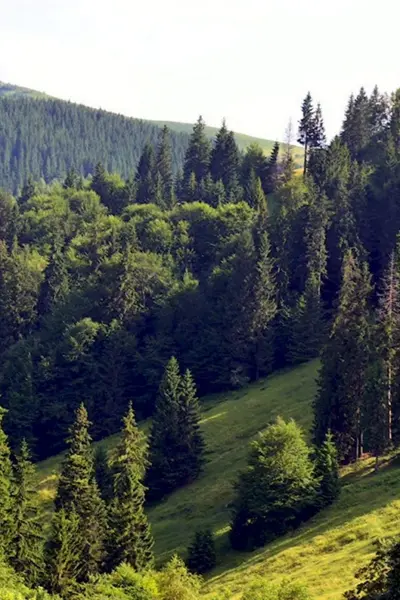 Карпатский лес Украина