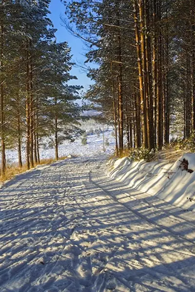 Карцевский лес Лыжня