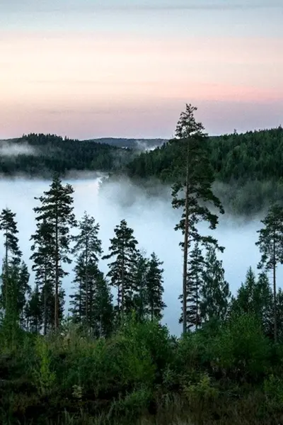 Хвойный лес Финляндия