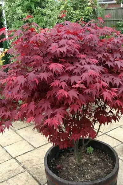 Клен Acer palmatum Atropurpureum