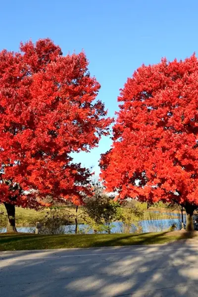 Клен красный Acer rubrum