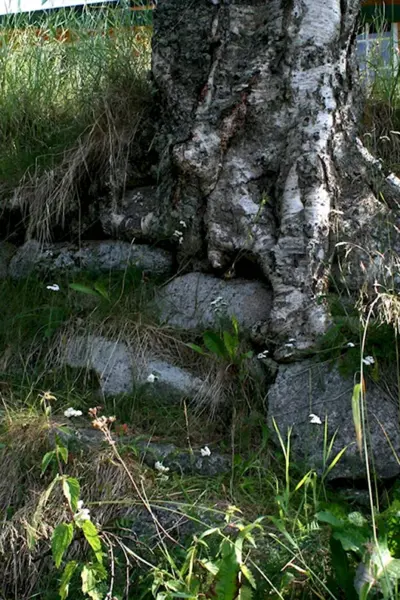Корневая березы