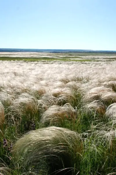 Ковыль кавказский