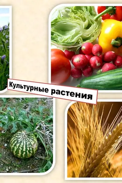 Культурные культурные растения