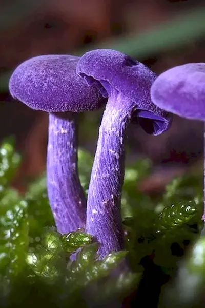 Лаковица Аметистовая Amethyst Deceiver