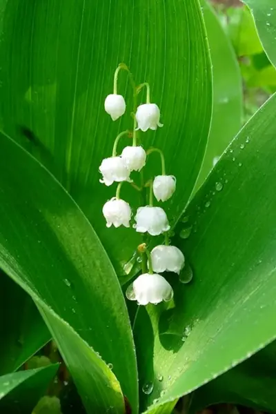 Ландыш Convallaria Majalis