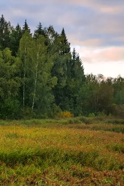Лес окраина