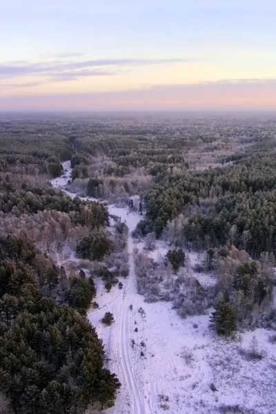 Лес вид с квадрокоптера