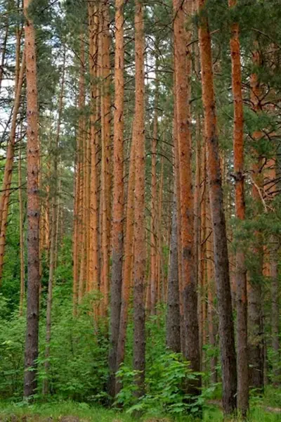 Леса Саранск Смольный
