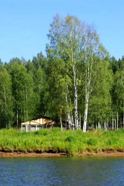 Лесной берег Брейтово