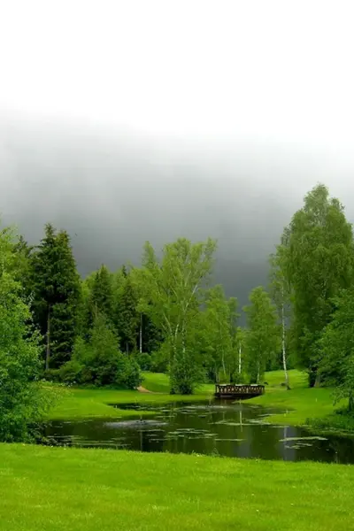 Летний лес