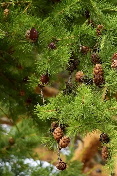 Лиственница Сибирская Larix sibirica