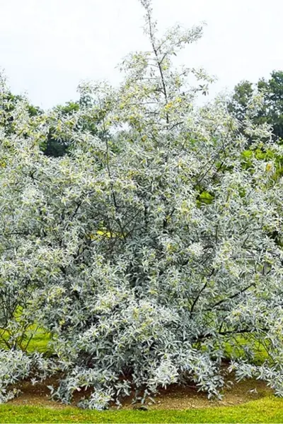 Лох серебристый Elaeagnus argentea