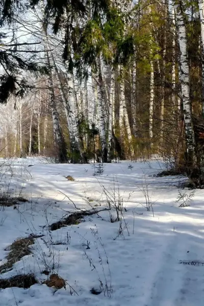 Мартовский лес