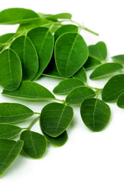 Moringa Oleifera