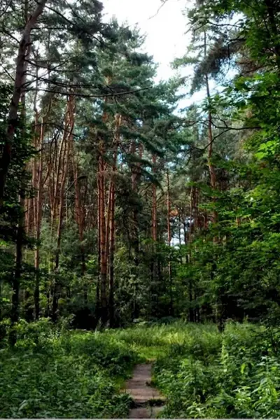 Парк Алешкинский лес