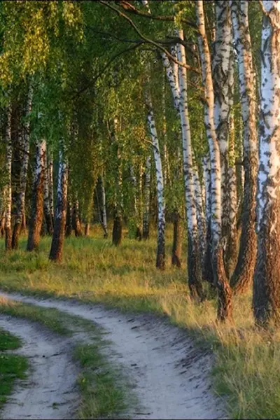 Природа Владимирской области березы