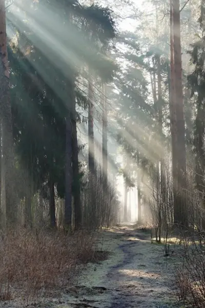 Прогулка в весеннем лесу