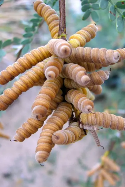 Prosopis pubescens