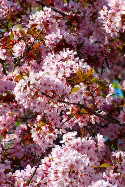 Prunus cerasifera