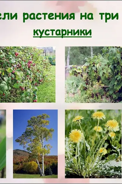 Распределите растения по группам