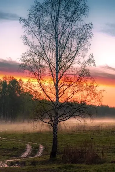 Рассвет в лесу