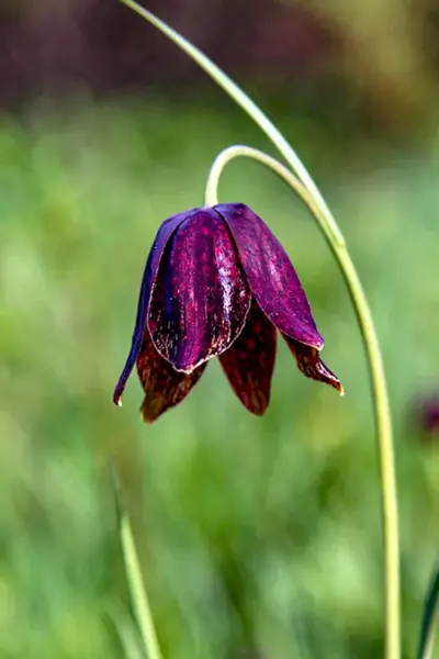 Рябчик русский Fritillaria ruthenica