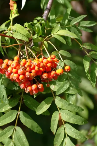 Рябина обыкновенная Sorbus aucuparia