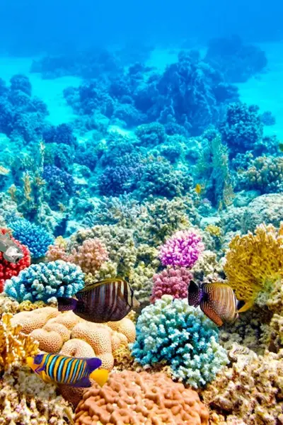 Риф красного моря высокое разрешение