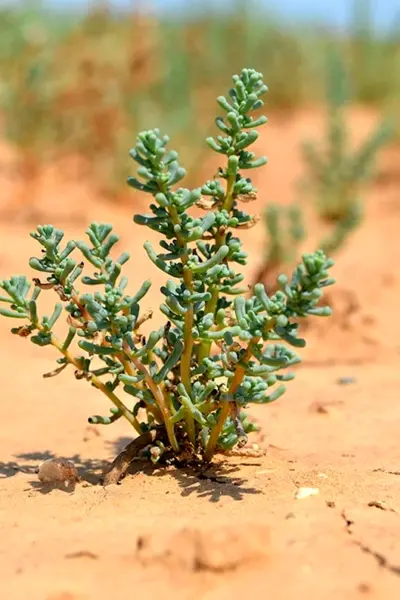 Salsola foliosa