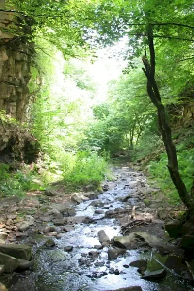 Самурский лиановый лес в Дагестане
