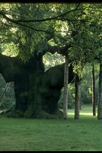 Шервудский лес в Англии