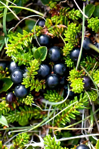 Шикша Crowberry