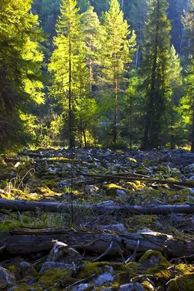 Сибирский лес Сибирская Тайга летом