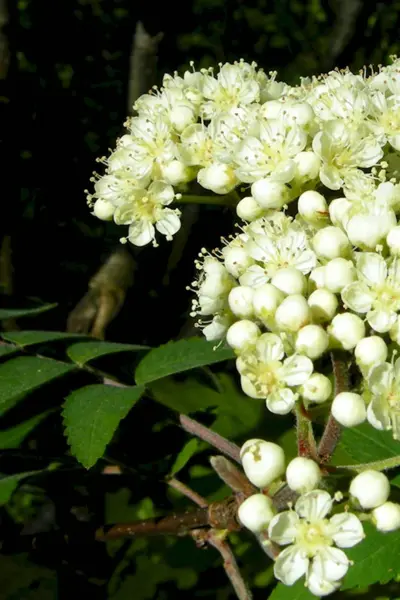 Sorbus aucuparia l. цветок