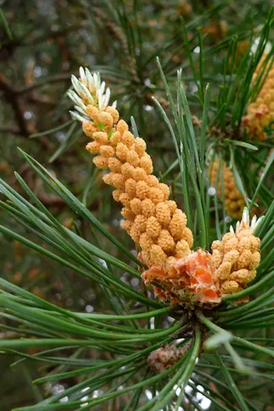 Сосна Pinus Sylvestris