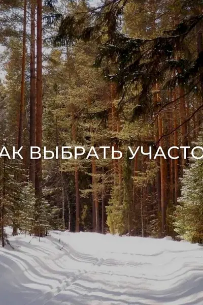 Сосновый Бор Казань леса