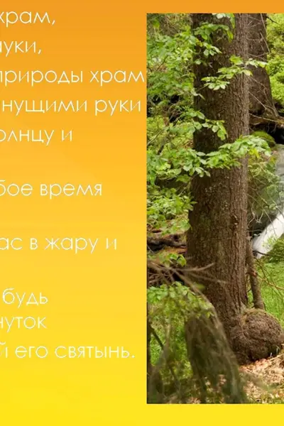 Стихи про смешанные леса