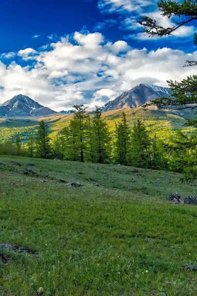 Таежные леса Монголии