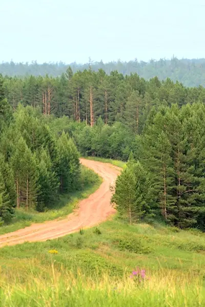 Таежный лес Иркутской области
