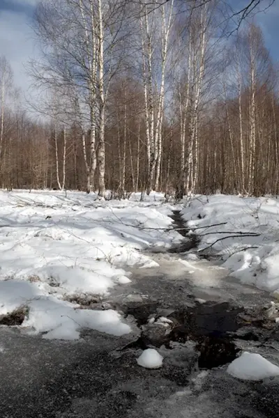Таяние снега в лесу