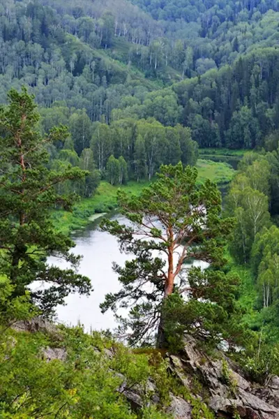 Тайга Алтайского края