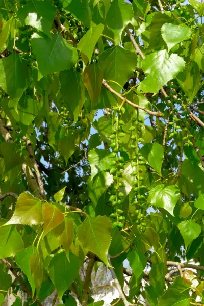 Тополь канадский Populus canadensis