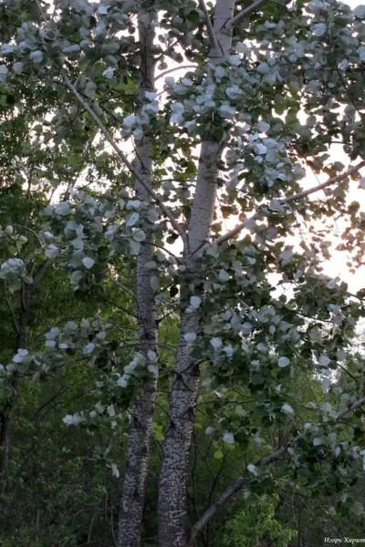 Тополь Populus Alba