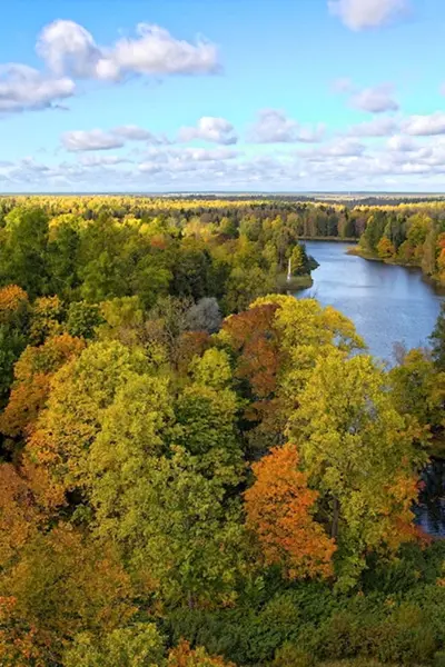 Тульский лес