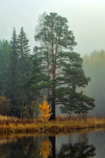 Уральский лес