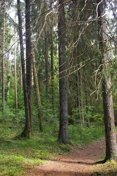 Венский лес заказник в Ленинградской области