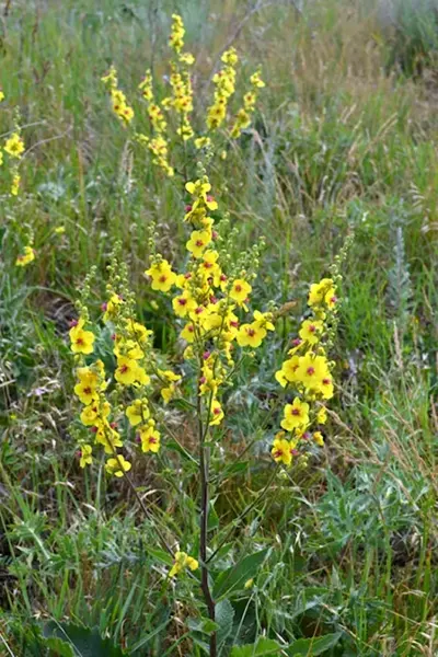 Verbascum marschallianum